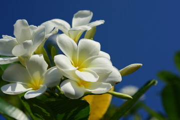 Plumeria Flower. white flower.yellow flower or white flower background.Colorful flowers in nature.Colorful flowers in nature.	