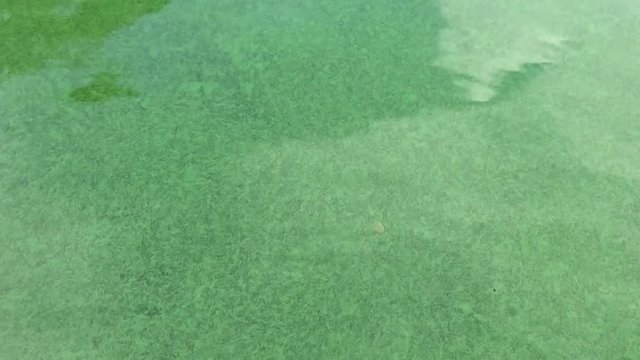 The green algae in the water
