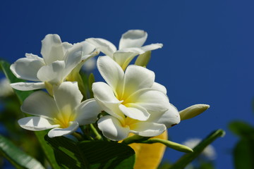 Fototapeta na wymiar Plumeria Flower. white flower.yellow flower or white flower background.Colorful flowers in nature.Colorful flowers in nature. 