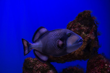 Guineafowl puffer sea fish in saltwater aquarium nature wild life