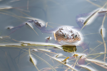 Common Frog Peering out of a Small Pond with Grass