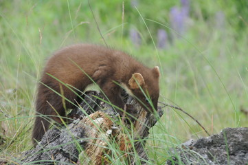 European pine marten (Martes martes) playing and posing on camera