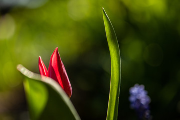 RGB  Rote Tulpe mit gr&uuml;nen Bl&auml;ttern vor blauer Traubenhyazinthe