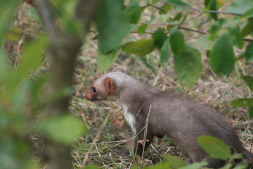 European pine marten (Martes martes) playing and posing on camera