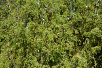 Green juniper background close-up,  juniper leaves texture.