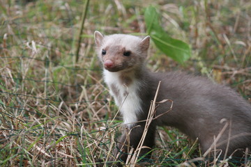 European pine marten (Martes martes) playing and posing on camera