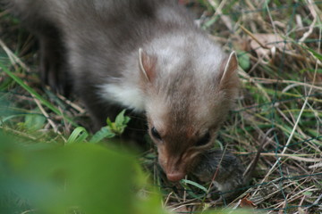European pine marten (Martes martes) playing and posing on camera