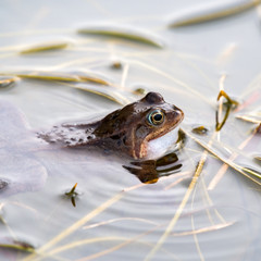 Common Frog Peering out of a Small Pond with Grass