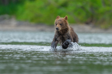 Obraz premium Ruling the landscape, brown bears of Kamchatka (Ursus arctos beringianus)