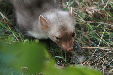 European pine marten (Martes martes) playing and posing on camera
