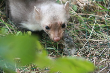 European pine marten (Martes martes) playing and posing on camera