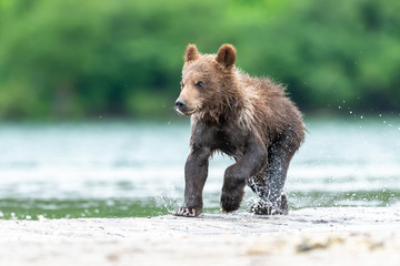 Plakat Ruling the landscape, brown bears of Kamchatka (Ursus arctos beringianus)