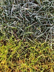 green grass background