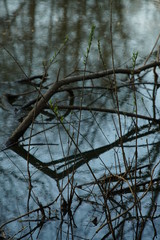 Water plants spring seasons specific