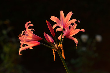 Blüten der Guernseylilie, Nerine  © Karin Jähne
