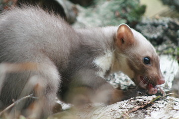 European pine marten (Martes martes) playing and posing on camera