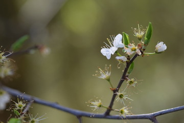cherry blossom in spring
