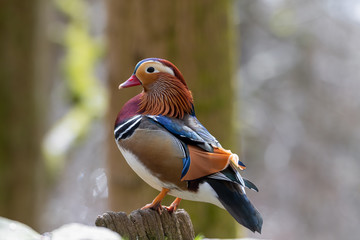 Male Mandarine Duck Standing on a Tree Stump