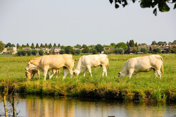 White cows grazing in the meadow by a river and with houses in the background