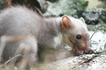 European pine marten (Martes martes) playing and posing on camera