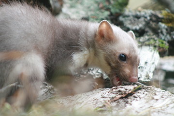 European pine marten (Martes martes) playing and posing on camera