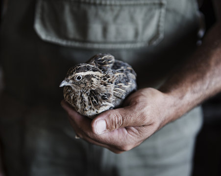 Mans hand holding a partridge bird, Göreme, Cappadocia, Turkey