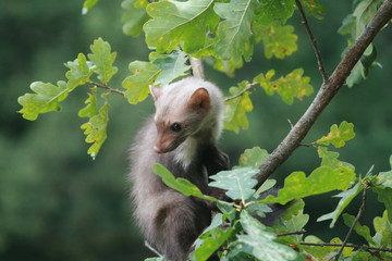 European pine marten (Martes martes) playing and posing on camera