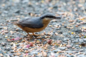 Nuthatch Feeding on Seed on the Ground