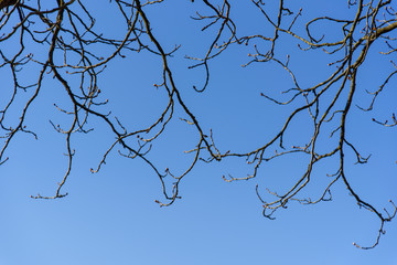baum, äste, zweige, close up, nahaufnahme, himmel, blau, licht, ostern, park, spazieren, spaziergang, frische, luft, baum, landschaft, natur, wald