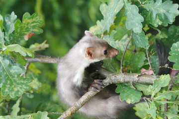European pine marten (Martes martes) playing and posing on camera