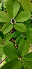 rain dew drops droplets vine green 