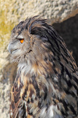 Profil de la chouette