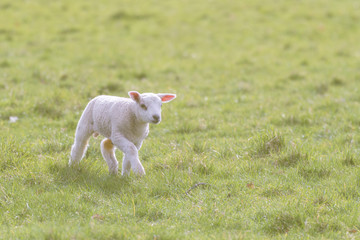 Obraz na płótnie Canvas Young Lamb Standing on Grass