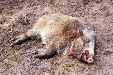 Killed wild boar in autumn forest
