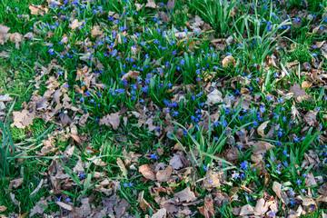 veilchen, lila, grün, gras, laub, herbst, frühling, grünanlage, licht, ostern, park, spazieren, spaziergang, frische, luft, baum, landschaft, natur, wald