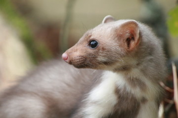 European pine marten (Martes martes) playing and posing on camera