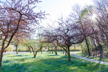 licht, cherry, kirschblüten, ostern, frühling, park, spazieren, spaziergang, frische, luft, baum, landschaft, natur, wald, gras, bäume