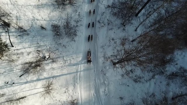Snow in the road  Siberian Husky sled dogs, Lake Baikal, Siberia, Russia
