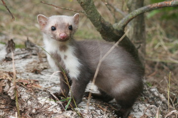 European pine marten (Martes martes) playing and posing on camera