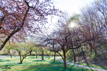 licht, cherry, kirschblüten, ostern, frühling, park, spazieren, spaziergang, frische, luft