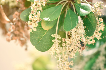 Bee on tree - Spring