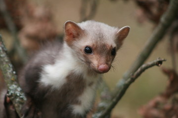 European pine marten (Martes martes) playing and posing on camera