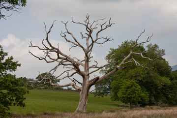 Death Tree