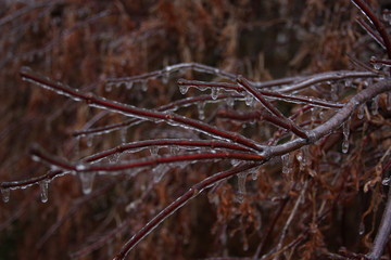 Red Branches