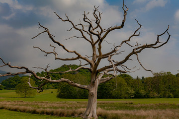Death Tree