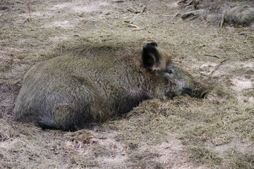 Wild boar in Bialowieza National Park in Poland