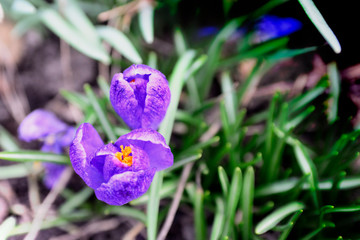 purple crocus blossomed in my garden