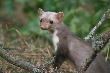 European pine marten (Martes martes) playing and posing on camera
