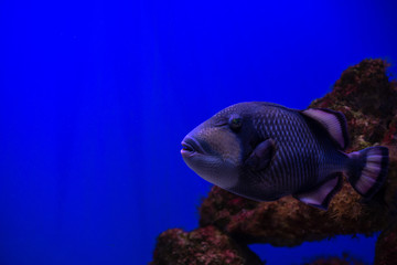 Guineafowl puffer sea fish in saltwater aquarium nature wild life