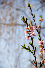 pink flowers 